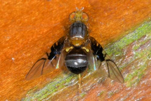 Anomoia purmunda